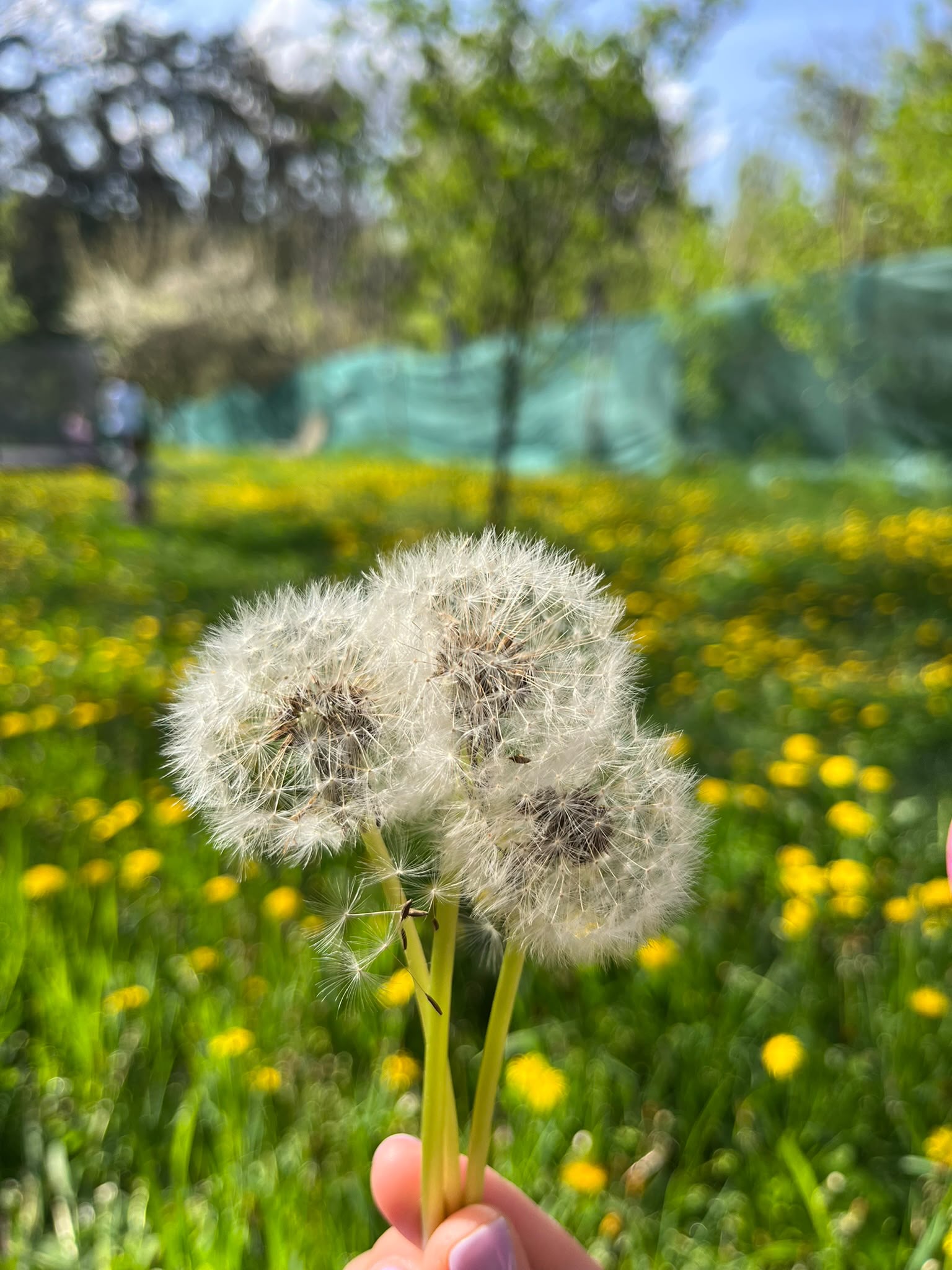 Păpădii pufoase, descoperite afară