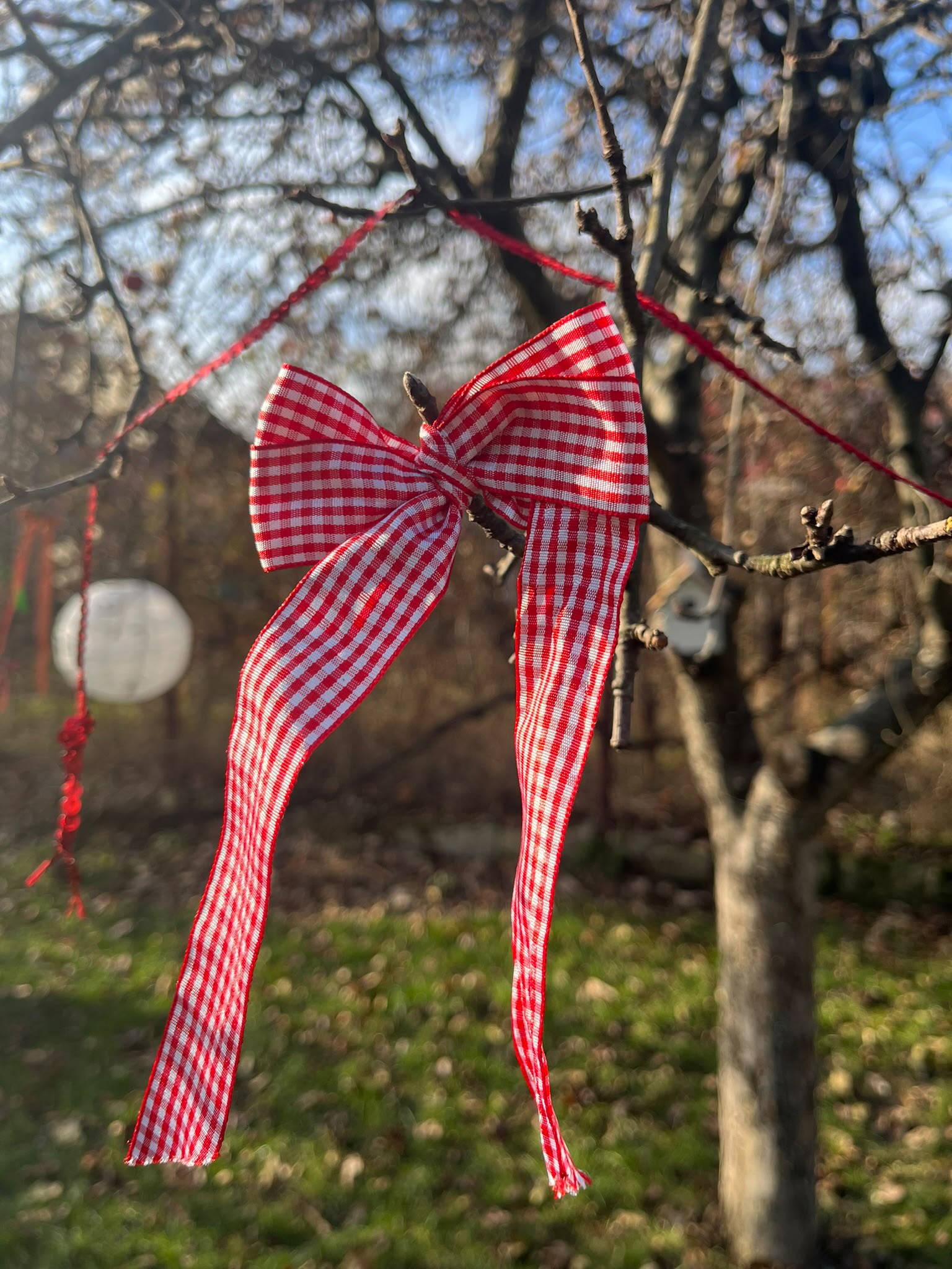 Fundă roșu-alb în grădina Blooming